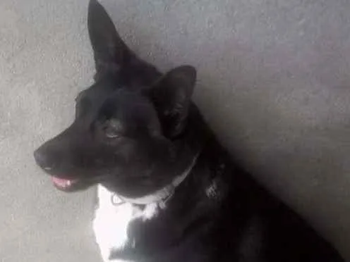 Cachorro ra a Srd idade 5 anos nome Pretinha