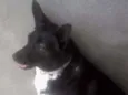 Pretinha