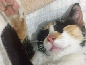 Gato raça VIRA-LATA idade 1 ano nome SEM NOME