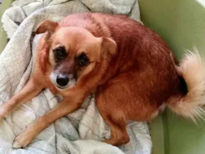Cachorro raça SRD idade 5 anos nome Nina