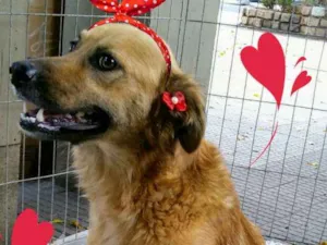 Cachorro raça SRD idade 1 ano nome Amália