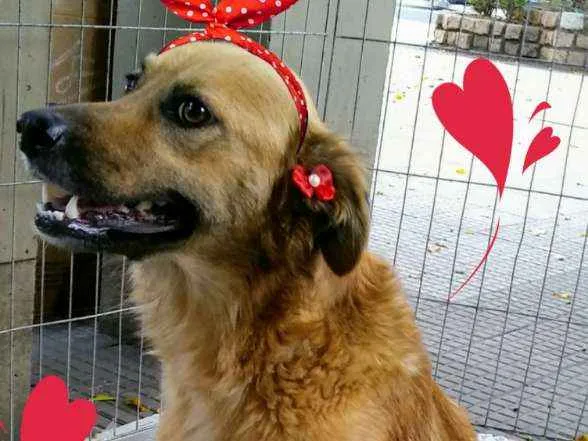 Cachorro ra a SRD idade 1 ano nome Amália