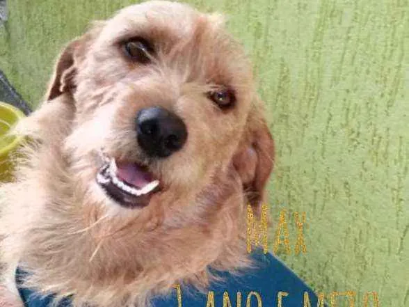 Cachorro ra a SRD idade 2 anos nome Max