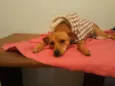 Amora