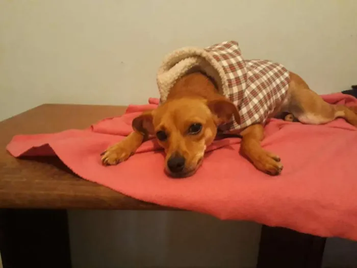 Cachorro ra a Pinscher idade 1 ano nome Amora
