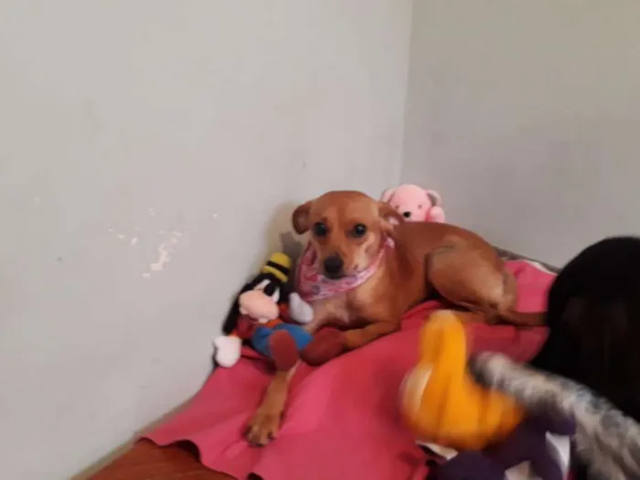 Cachorro ra a Pinscher idade 1 ano nome Amora