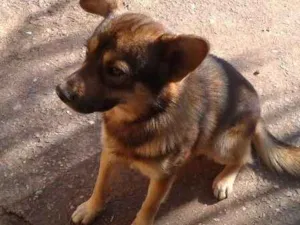 Cachorro raça Mestiço idade 1 ano nome Galileu