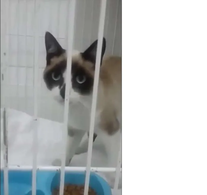 Gato ra a Siamês idade 2 a 6 meses nome Zack