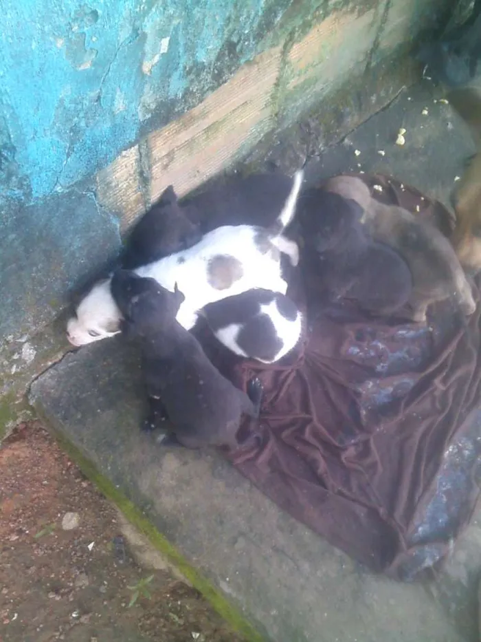 Cachorro raça Viraalata idade  nome Sem nomes