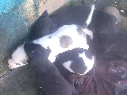 Cachorro raça Viraalata idade  nome Sem nomes