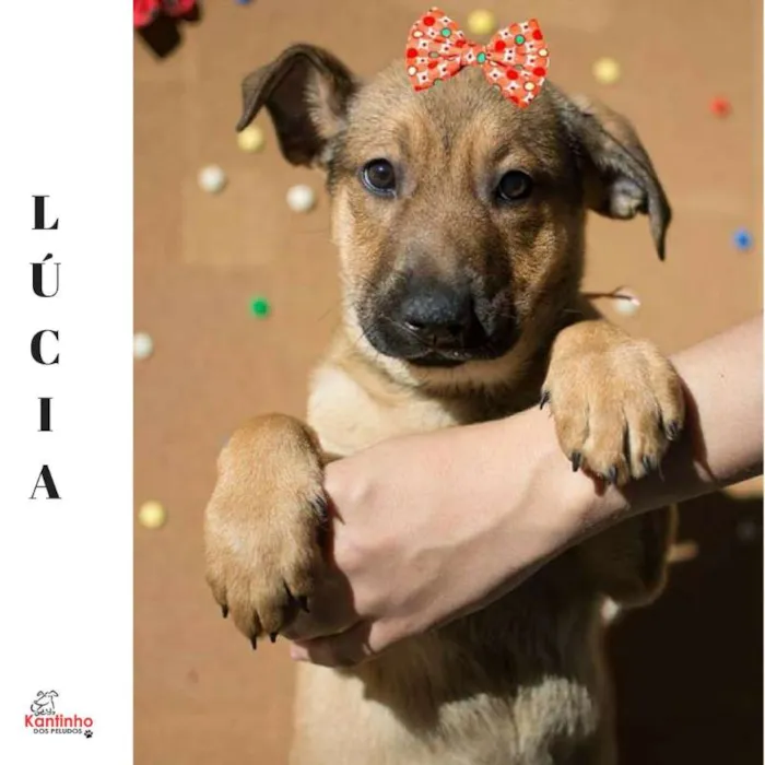 Cachorro ra a  idade 2 a 6 meses nome Lúcia Bebezinha