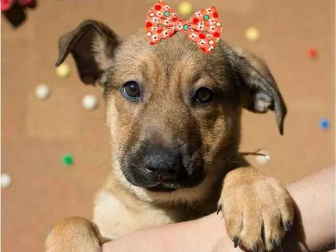 Cachorro ra a  idade 2 a 6 meses nome Lúcia Bebezinha