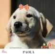 Paola Bebezinha
