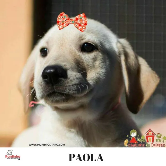 Cachorro ra a  idade 2 a 6 meses nome Paola Bebezinha