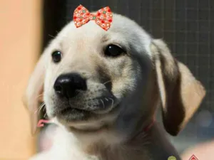 Cachorro raça  idade 2 a 6 meses nome Paola Bebezinha