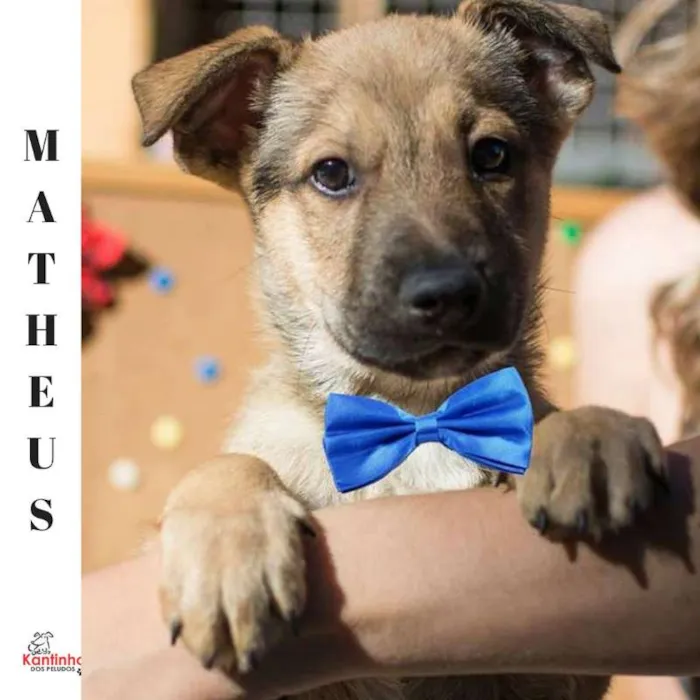 Cachorro ra a  idade 2 a 6 meses nome Matheus Bebezinho