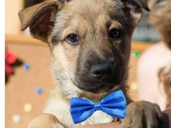 Cachorro ra a  idade 2 a 6 meses nome Matheus Bebezinho