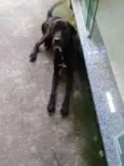 Não tem