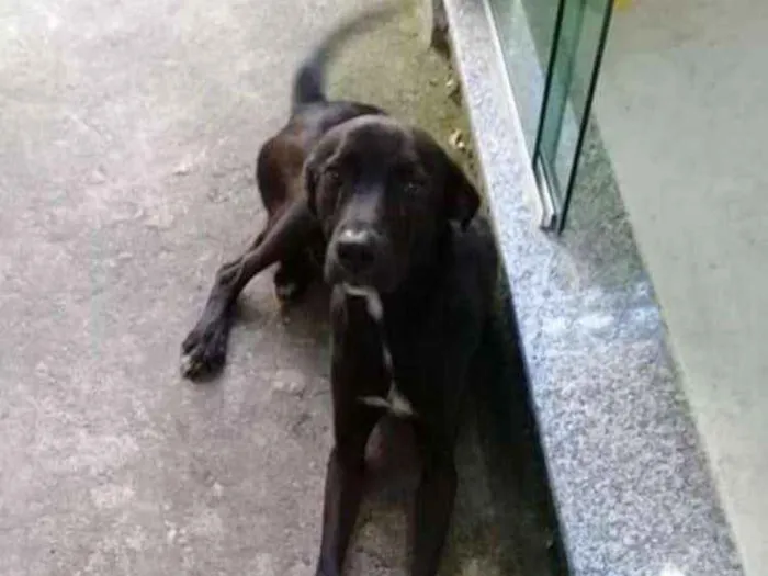 Cachorro ra a Vira lata idade 2 anos nome Não tem