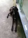 Não tem