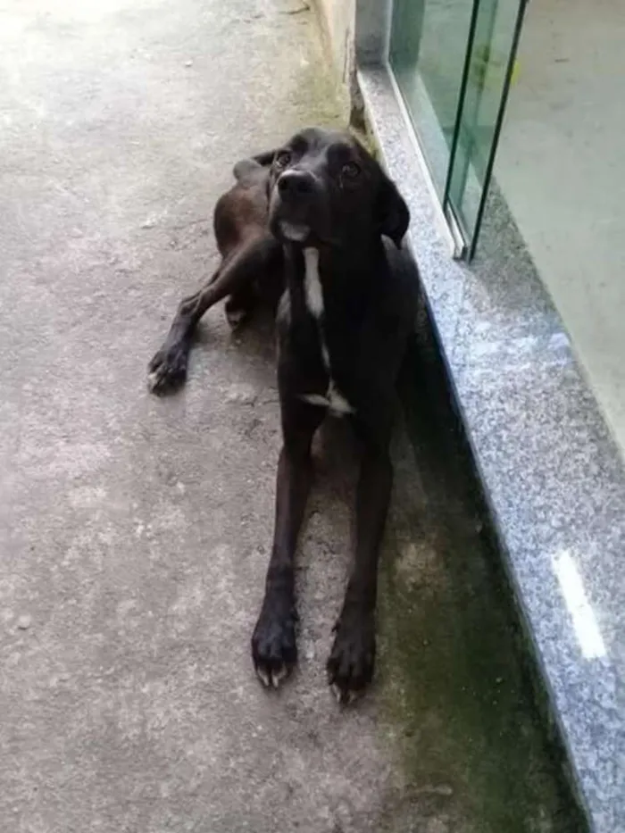 Cachorro ra a Vira lata idade 2 anos nome Não tem