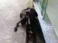 Não tem