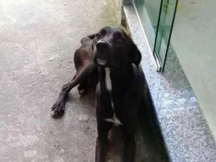 Cachorro ra a Vira lata idade 2 anos nome Não tem