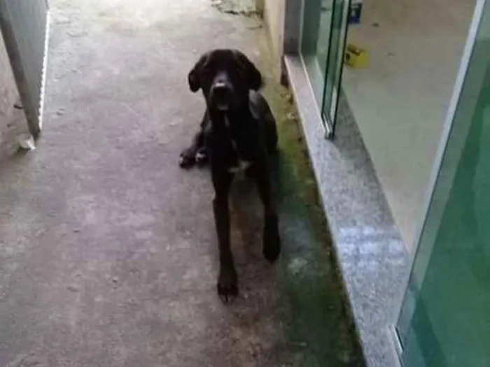 Cachorro ra a Vira lata idade 2 anos nome Não tem