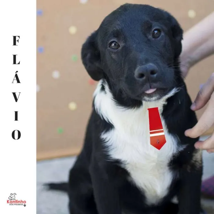 Cachorro ra a  idade 2 a 6 meses nome Flávio Bebezinho