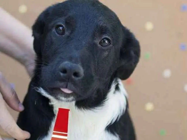 Cachorro ra a  idade 2 a 6 meses nome Flávio Bebezinho