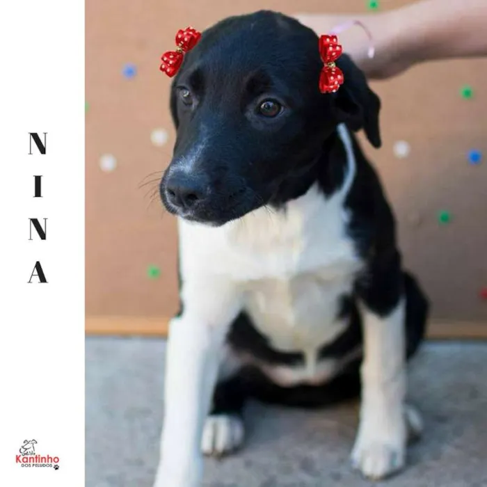 Cachorro ra a  idade 2 a 6 meses nome Nina Bebezinha