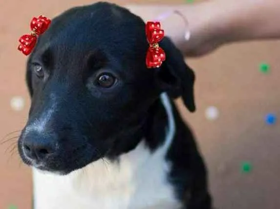 Cachorro ra a  idade 2 a 6 meses nome Nina Bebezinha
