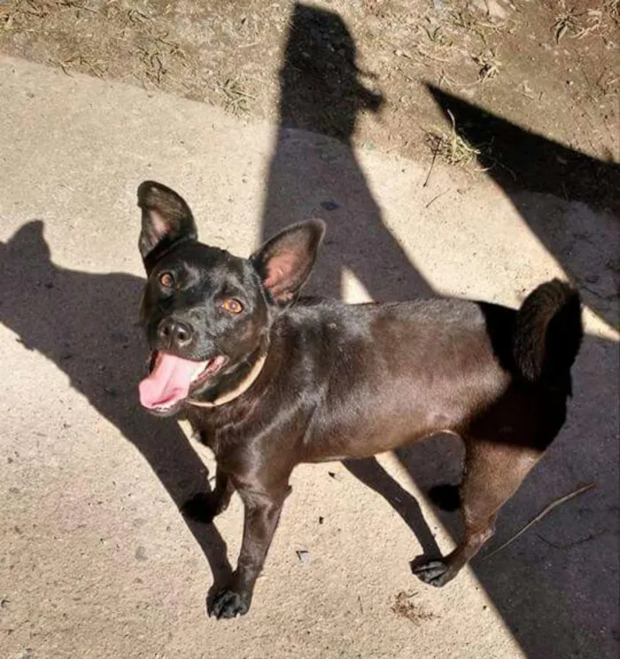 Cachorro ra a Viralata idade 2 anos nome Cacau 