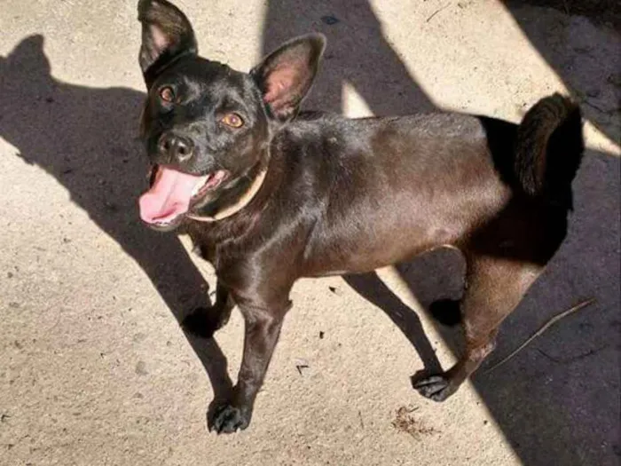 Cachorro ra a Viralata idade 2 anos nome Cacau 