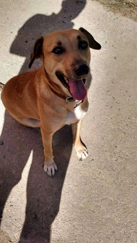 Cachorro ra a Viralata idade 2 anos nome Pequena