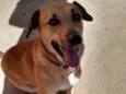 Pequena