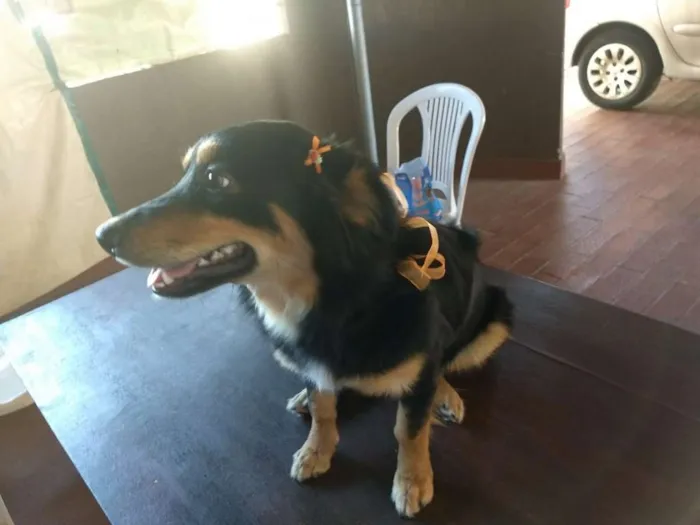 Cachorro ra a Vira lata  idade  nome FiFi