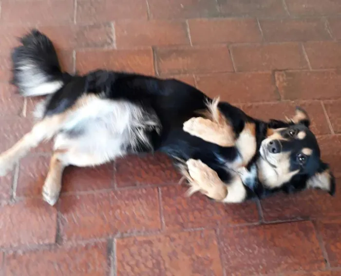 Cachorro ra a Vira lata  idade  nome FiFi