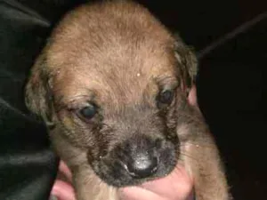 Cachorro raça SRD idade 2 a 6 meses nome Filhotes