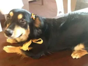 Cachorro raça Vira lata  idade  nome FiFi