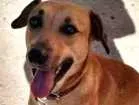 Cachorro raça Viralata idade 2 anos nome Pequena
