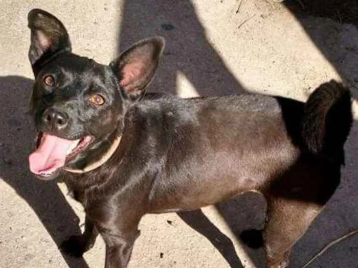 Cachorro ra a Viralata idade 2 anos nome Cacau 