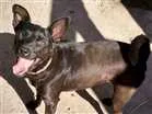 Cachorro raça Viralata idade 2 anos nome Cacau 