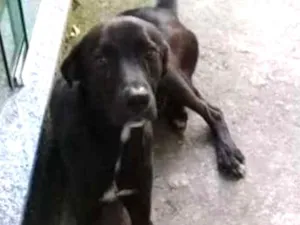 Cachorro raça Vira lata idade 2 anos nome Não tem