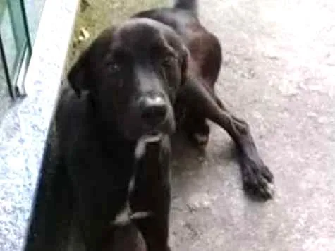 Cachorro ra a Vira lata idade 2 anos nome Não tem
