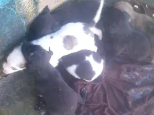 Cachorro raça Viraalata idade  nome Sem nomes