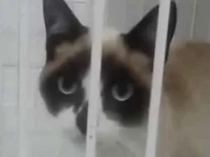 Gato raça Siamês idade 2 a 6 meses nome Zack