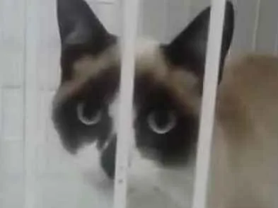 Gato ra a Siamês idade 2 a 6 meses nome Zack