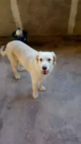 Princesa