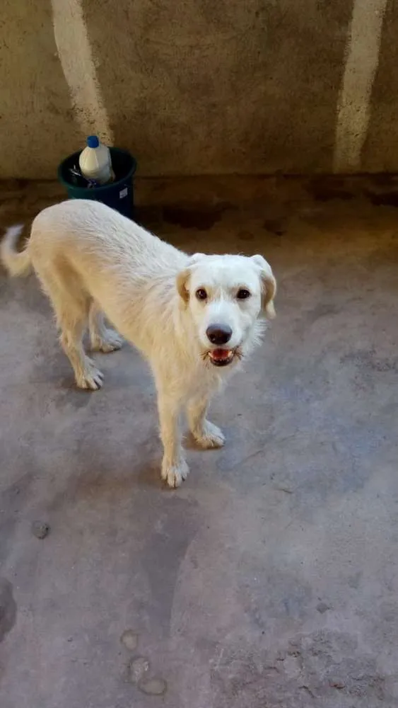 Cachorro ra a Srd  idade 2 anos nome Princesa
